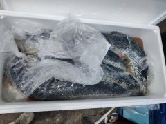 食品進口標簽新規(guī)定導致清關(guān)放緩,冰鮮三文魚到貨積壓遭嚴重損耗！