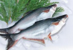 中國恢復采購，越南巴沙魚出口在11月猛增！