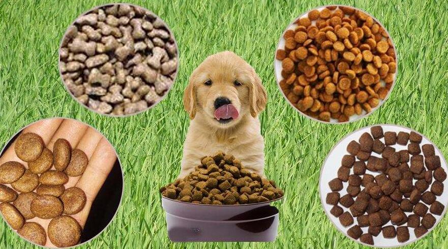 寵物食品進口報關注意事項（寵物食品進口分類）